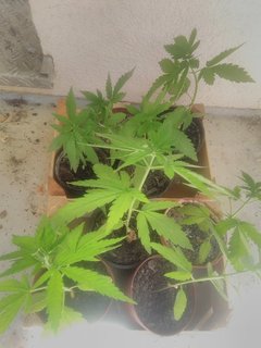 IMG_20170528_131903.jpg
