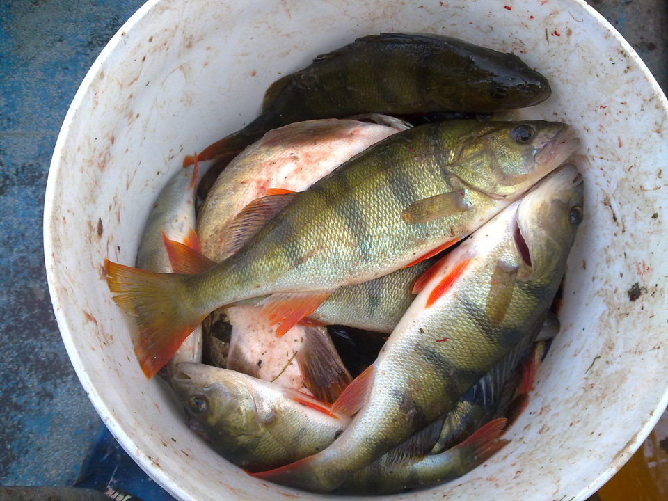 20100621.jpg - hoop1