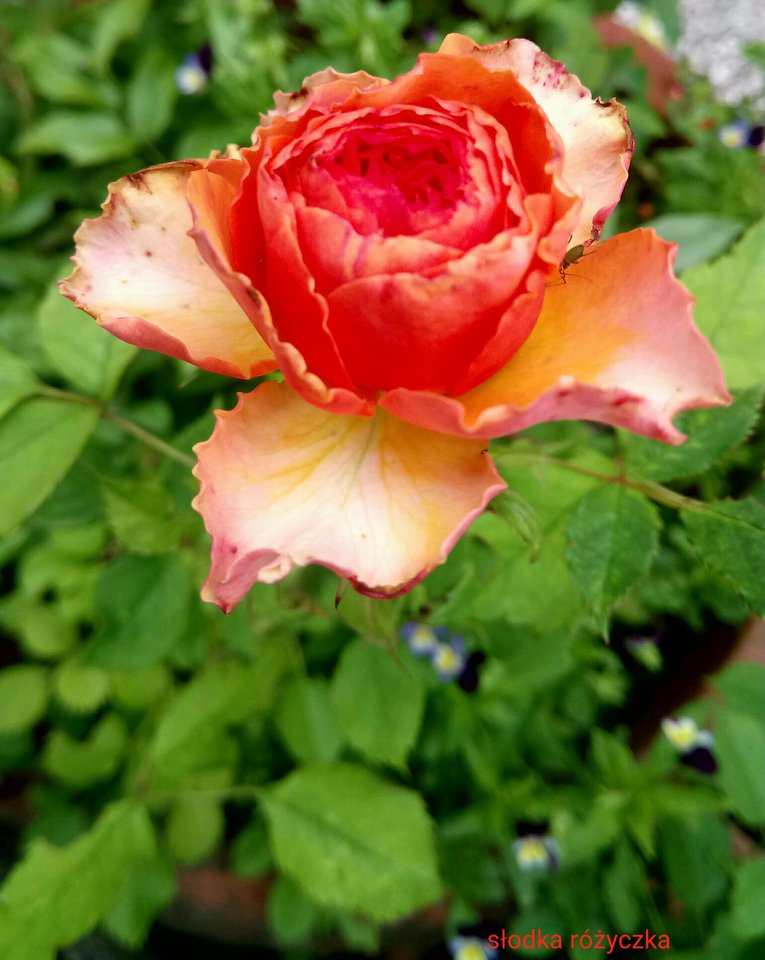 🍃🌹🍃🌹🍃🌹🍃🌹🍃 - Slodka_Rozyczka