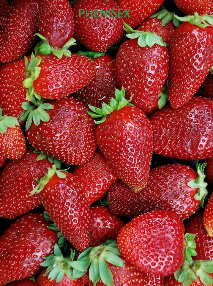 OJ LUBIĘ  - phenisex