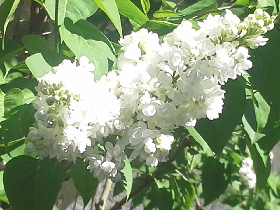 Vitara 003.jpg - Grzechota