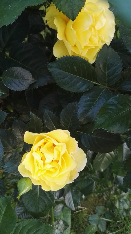 IMG_20170614_202423.jpg - podniecony111