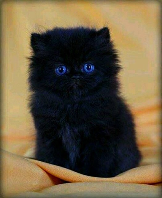 😺BlackCats😺 - BlackCats