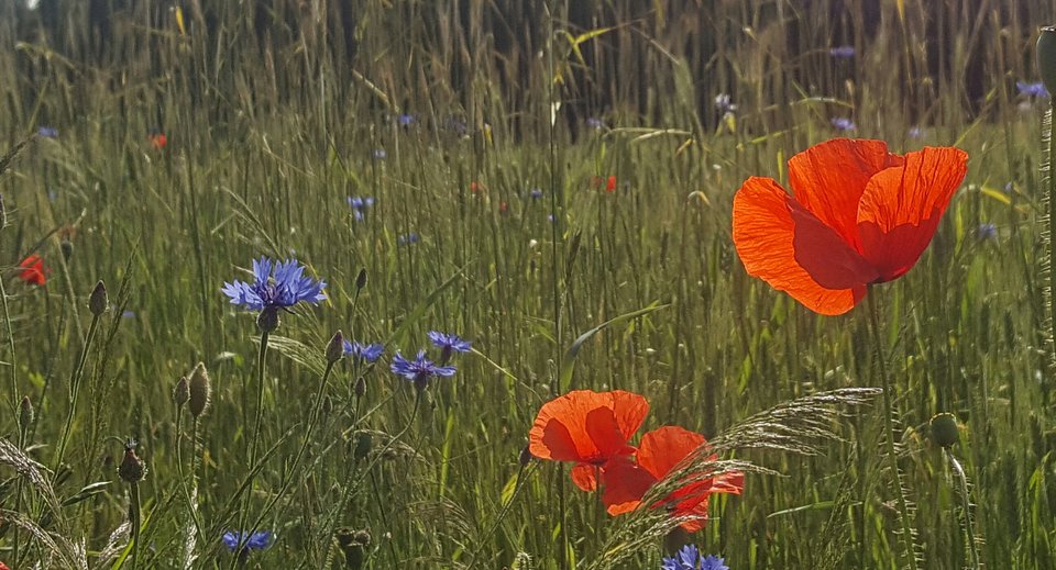 Maki.jpg - Ona_72_On