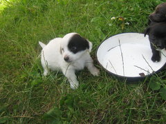 JPEG Image (33345943).jpg