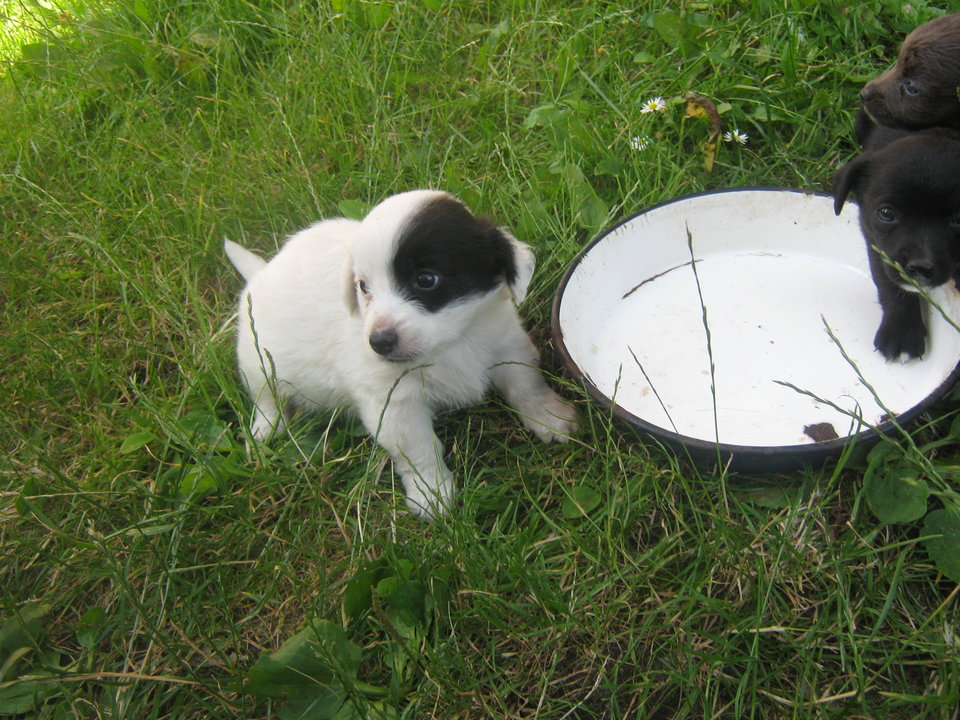 JPEG Image (33345943).jpg - krakusek55