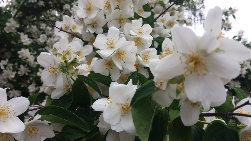 2017-06-22 16.16.42.jpg - sving