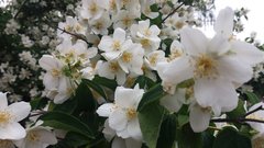 2017-06-22 16.16.42.jpg