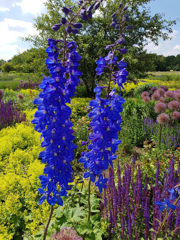 L A T O  🌿 - Jack061