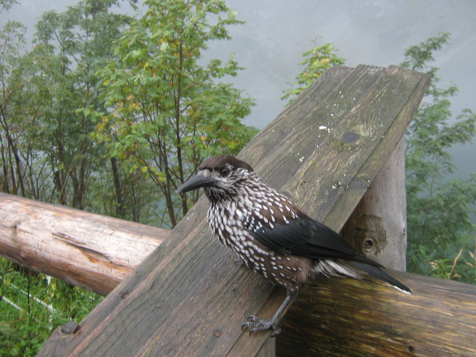 IMG_5455.JPG - krakusek55