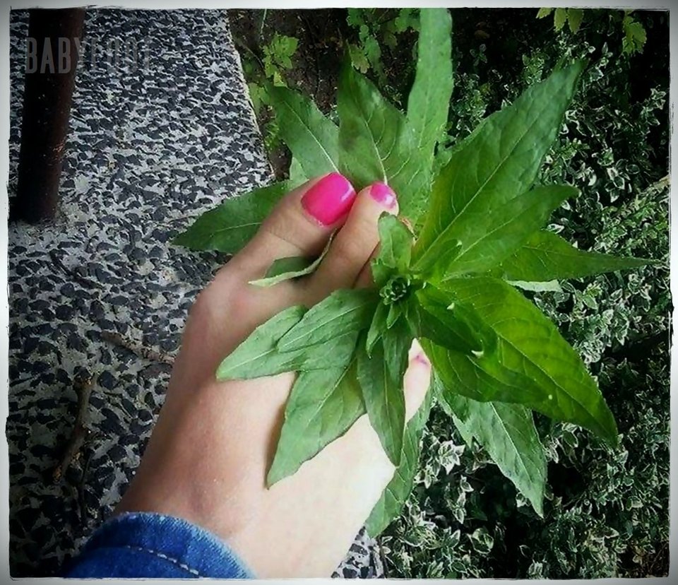 różowe cukiereczki - Babyfoot