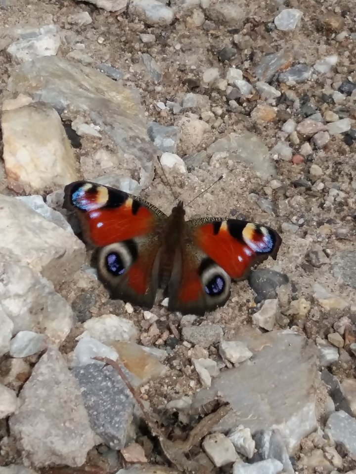 20170708_123942.jpg - Nikt_taki