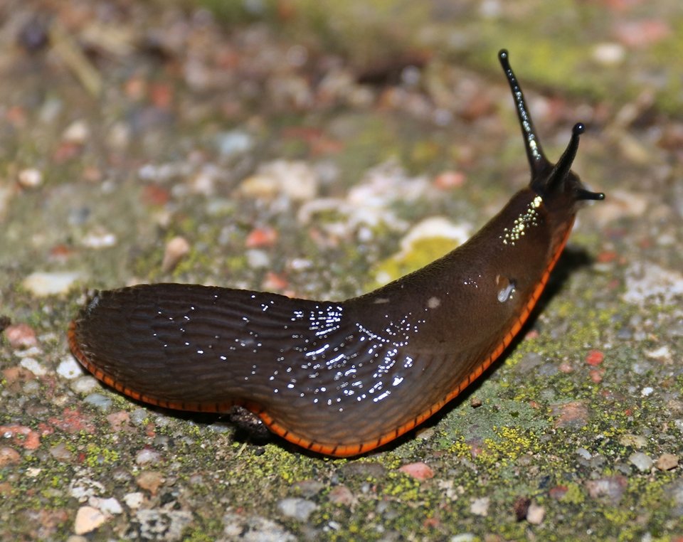 Nadmorski Drifciarz  .JPG - kicurki