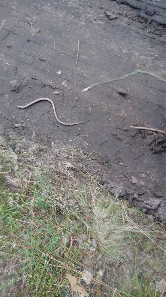 20170708_093043.jpg - dick_baba