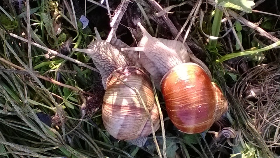 WP_20170706_034.jpg - Ratl