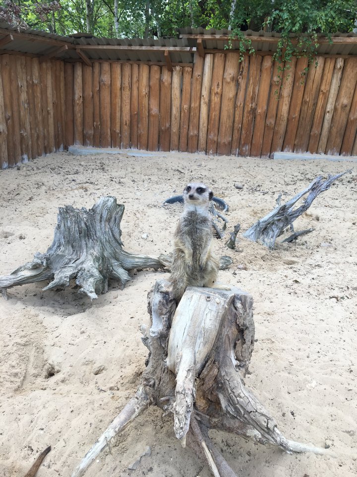 a gdzie mój orzeszek :D - Kiel_aligatora