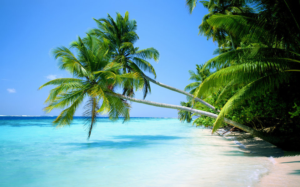 Tropical-Beach-1440x900-wide-wallpapers.net.jpg - Amortyzator