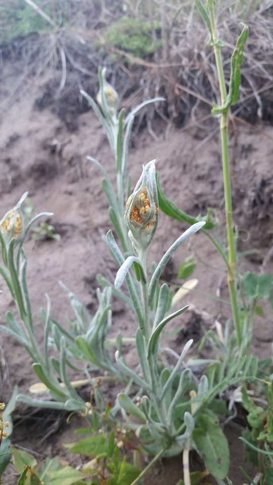 20150627_183846.jpg - skrad_dleihs