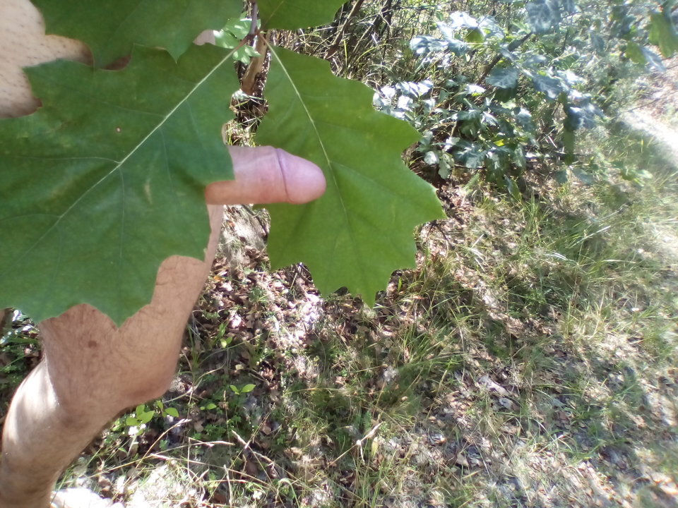 IMG_20170729_110359.jpg - Brysiulek25