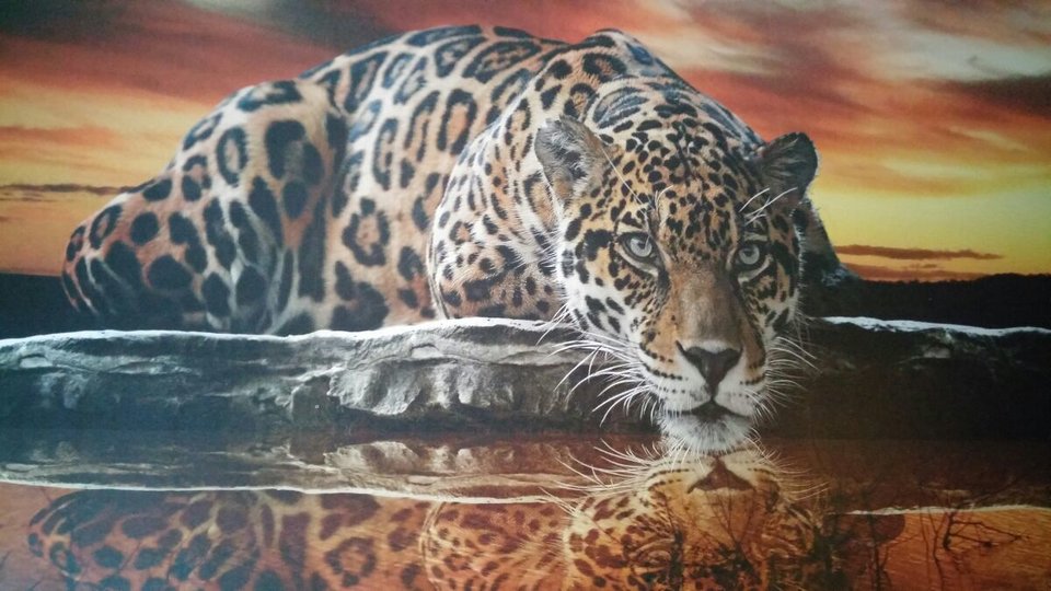 tiger.jpg - KRK_parka_real