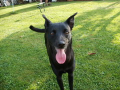 ogrodzieniec  2013 006.JPG