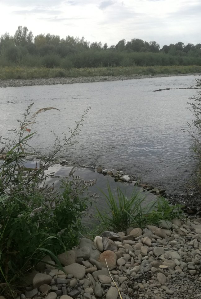 IMG_20170806_120215.jpg - bettka40