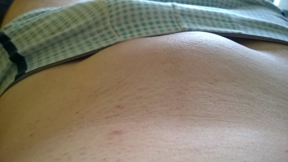 WP_20170812_15_58_21_Pro.jpg - owczarek