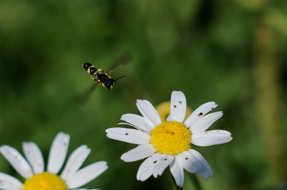 Mały kwiatek - mała osa :)) - mystic