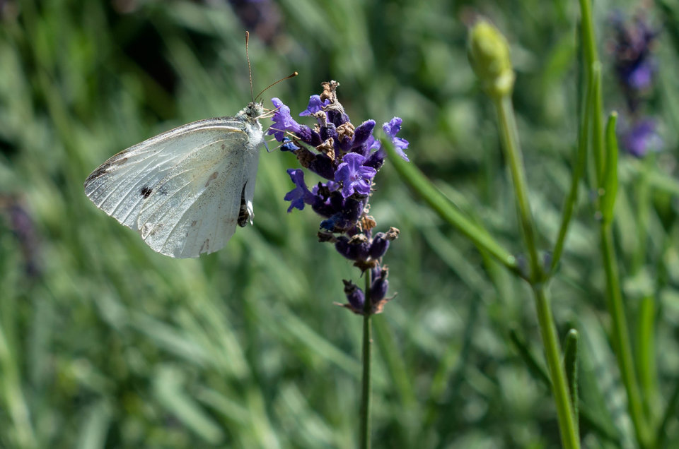 Jansy typ... - mystic