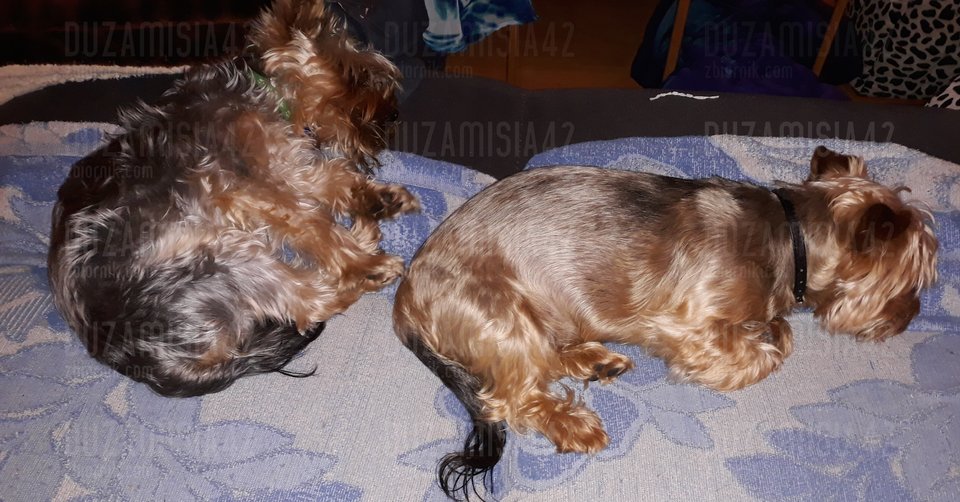 moje kochane łobuzy - Duzamisia42