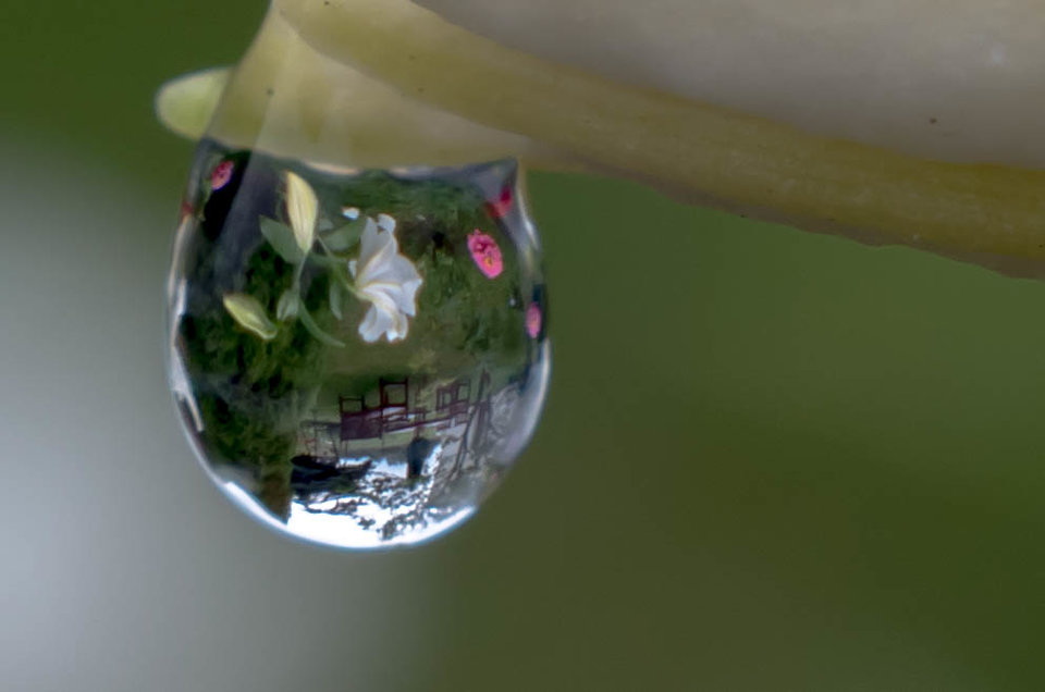 Ogród w kropli - mystic