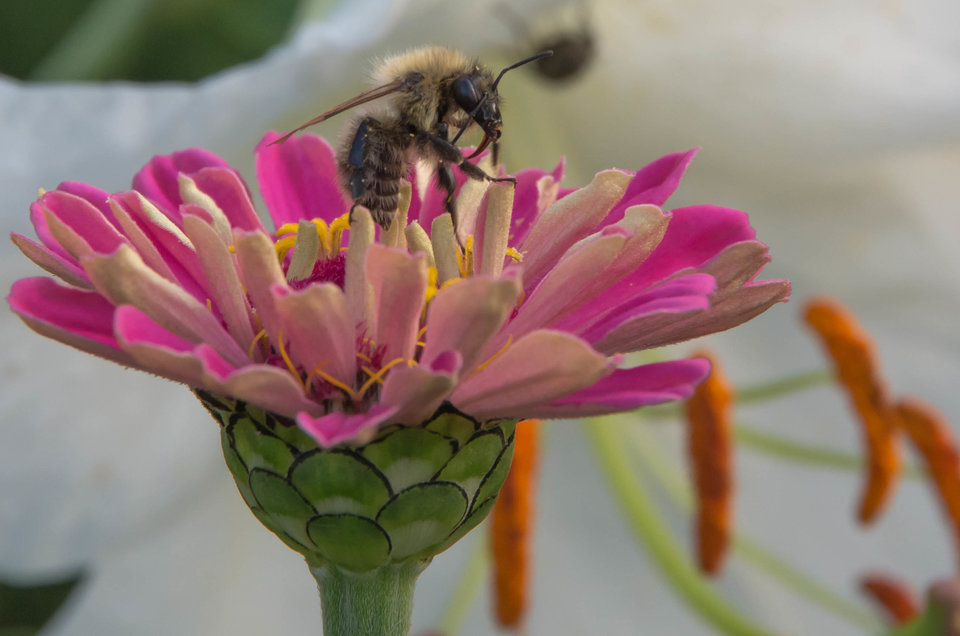 Centrum dowodzenia kwiatem - mystic