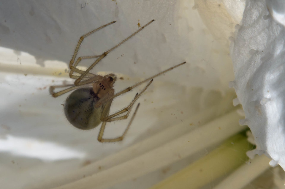 Ładne oczy masz - tylko dlaczego aż sześć?? - mystic