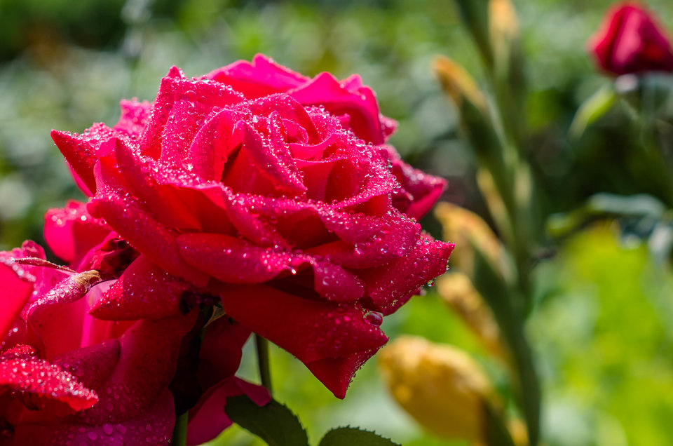 Letni deszcz - mystic