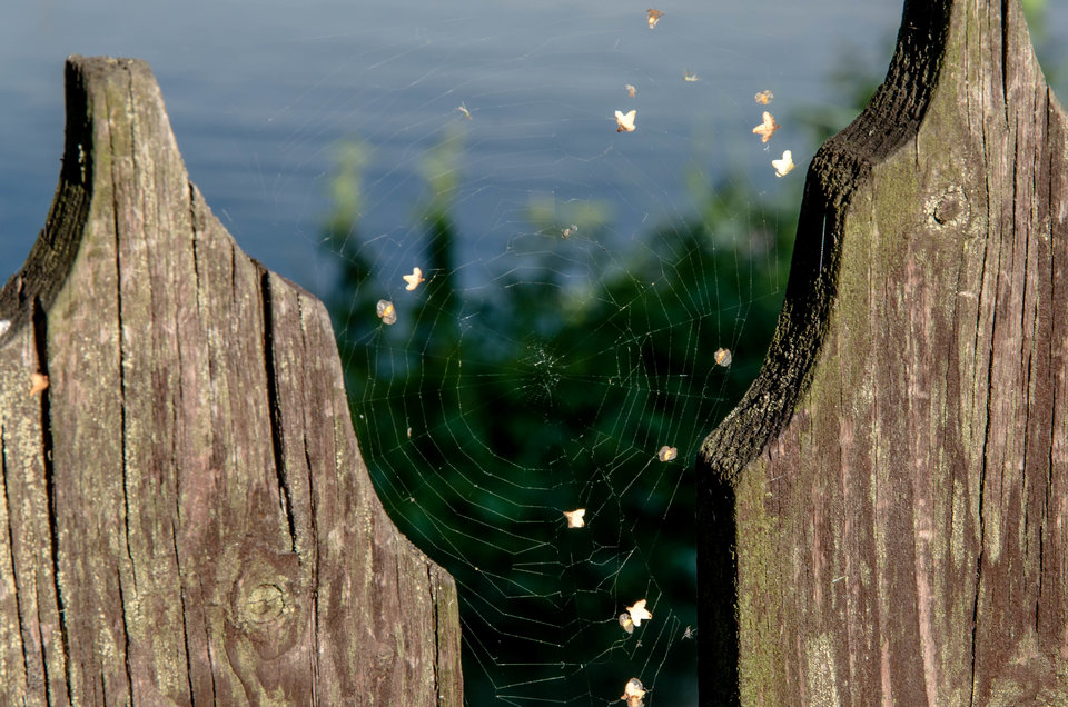 Na wsi nawet płot jest w sieci - mystic