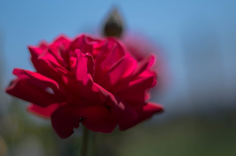 Róża to twoja wierność, zdrada i wniebowstąpienie - mystic