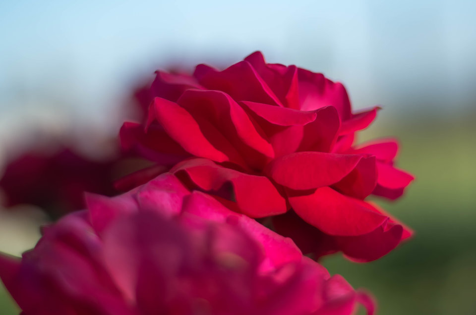 Kolejna różyczka  :) - mystic