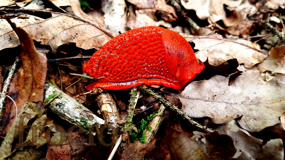 Takie indywiduum spotkałem wczoraj w lesie. - frocio