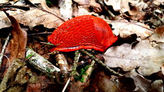 Takie indywiduum spotkałem wczoraj w lesie.