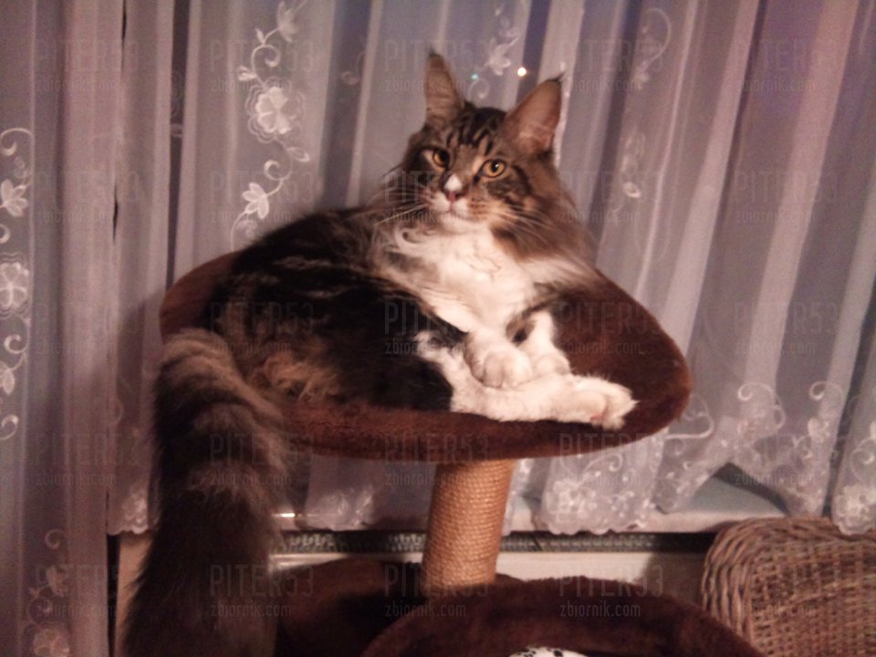 DSC_0334.jpg - Piter53