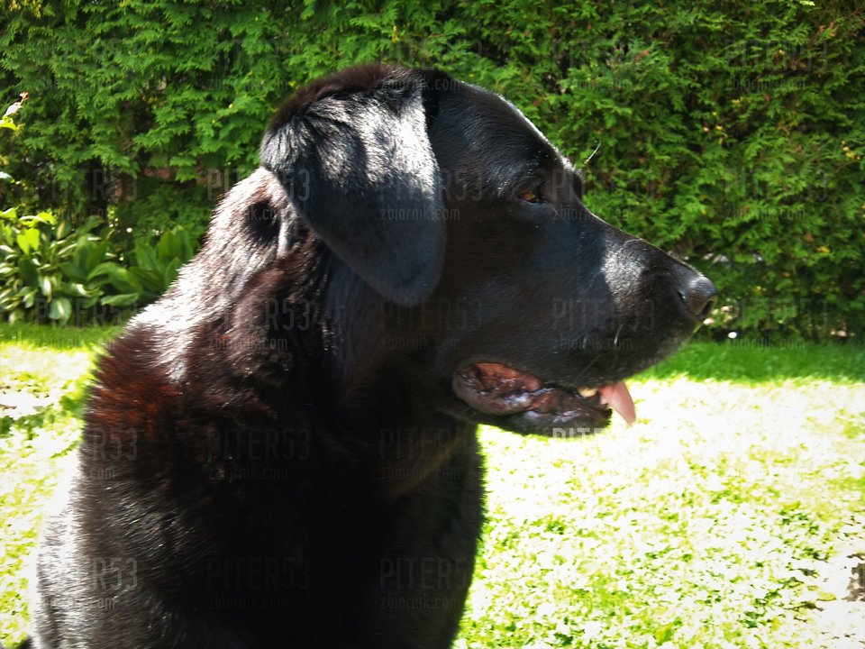 DSC_0762.jpg - Piter53