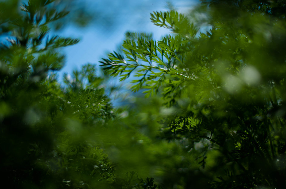 Krecia perspektywa - mystic