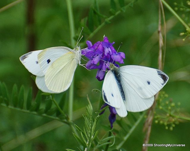 ON I JA..... - butterflies2