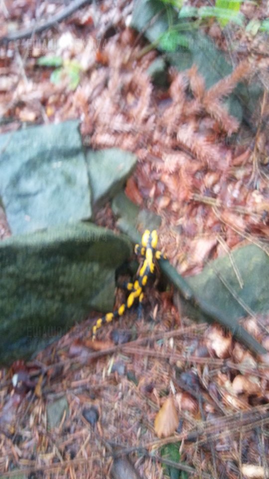 20170906_111727.jpg - ewawojtek8074