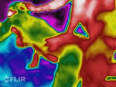 flir_20170908T212916.jpg