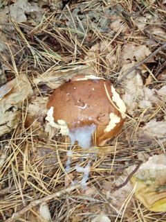 IMG_20170910_135045.jpg