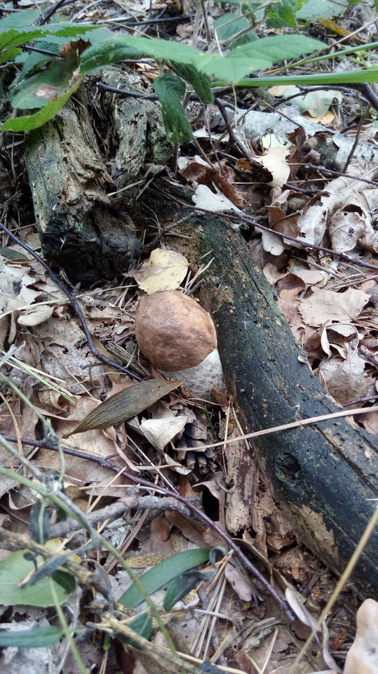 20170910_112817.jpg - merkury40