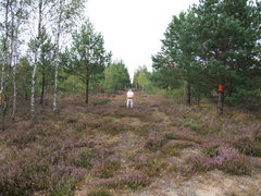 Wrzosowiska