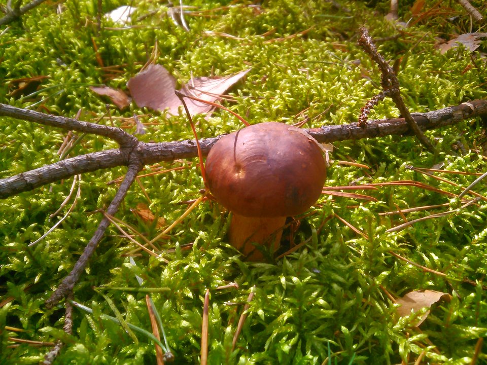 IMG_20170917_132352.jpg - Arek135