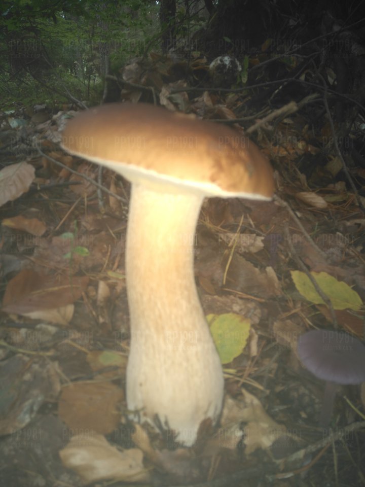 Takie okazy w mazurskich lasach :) - pp1981